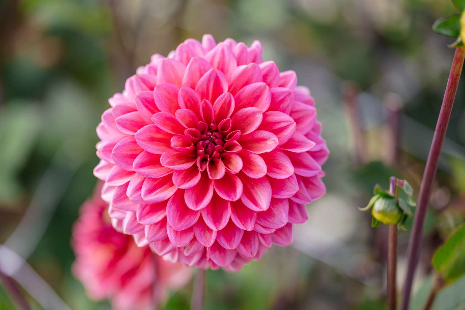 Daalia 'Salmon Runner'